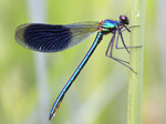 Banded demoiselle