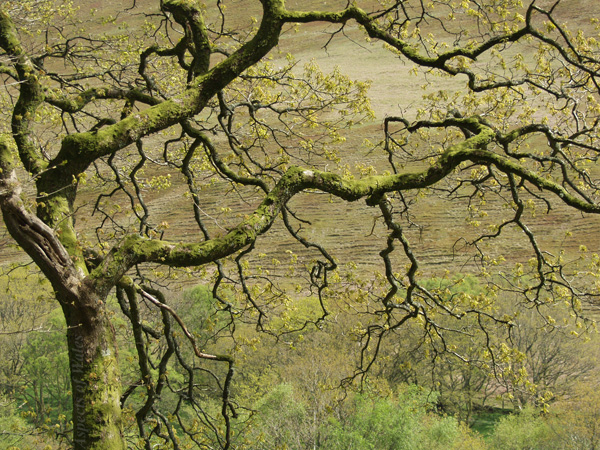 Dinas Nature Reserve