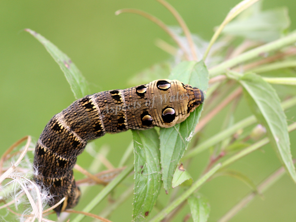 Elephant hawkmoth caterpillar 