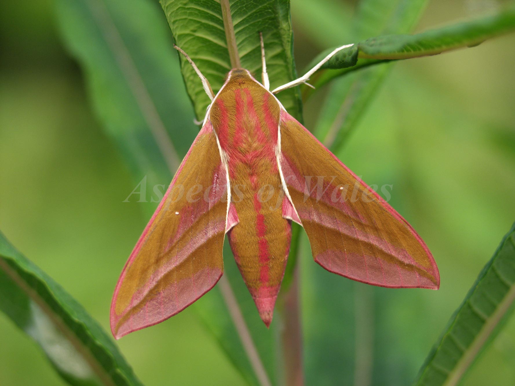Elephant Hawk Moth