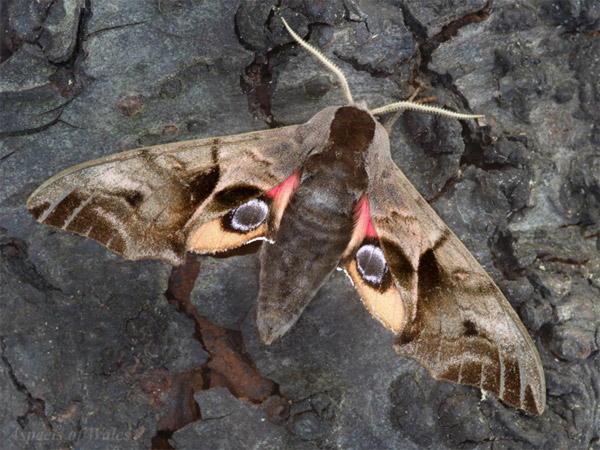 Eyed hawkmoth, Smerinthus ocellatus 