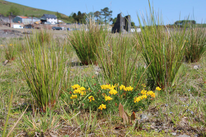 Rushes and bird's foot trefoil