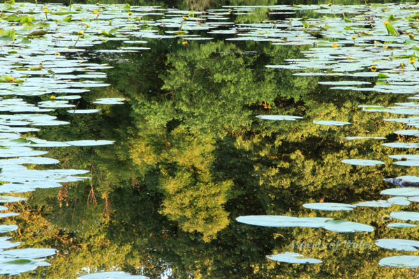 Fairwood Lake, Gower