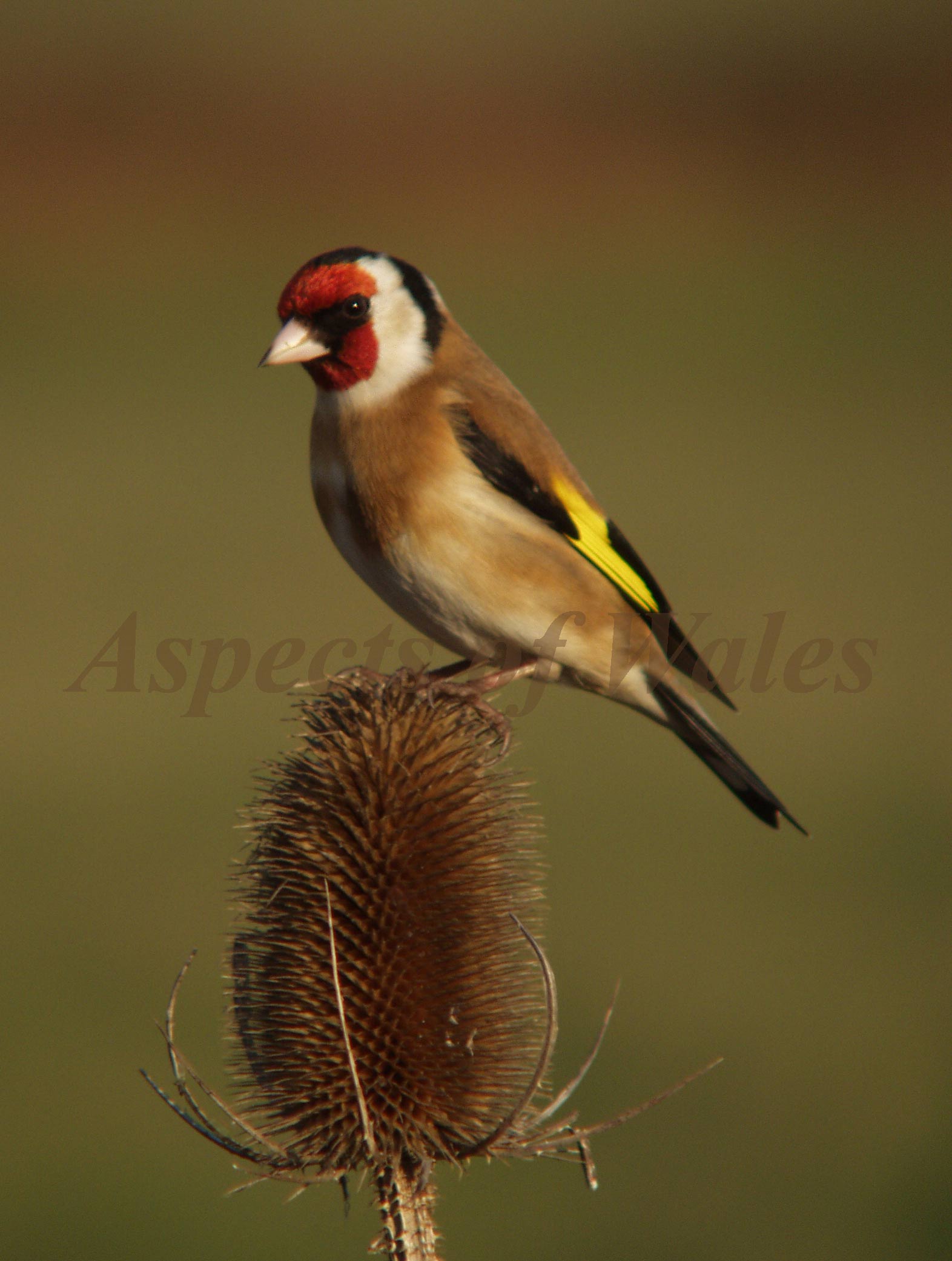 Goldfinch, Carduelis carduelis