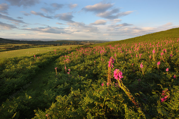 Hardings Down, Gower