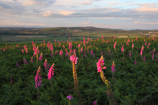 Foxgloves on Hardings Down, Gower