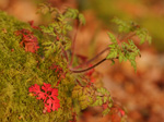 Herb robert