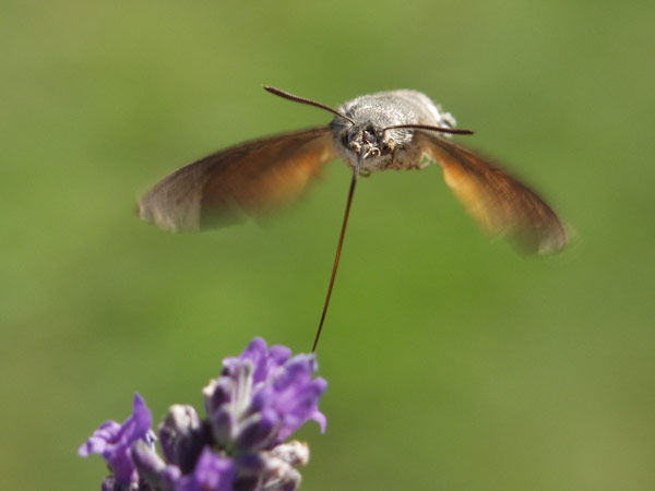 Hummingbird hawk-moth