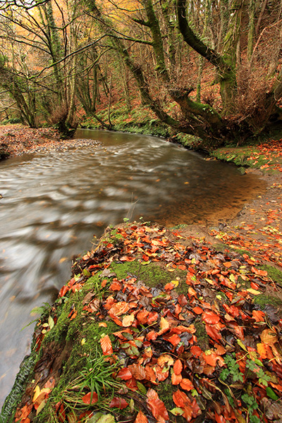 Ilston Stream, Parkmill, Gower