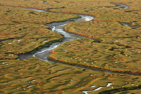 Landimore Marsh, Gower