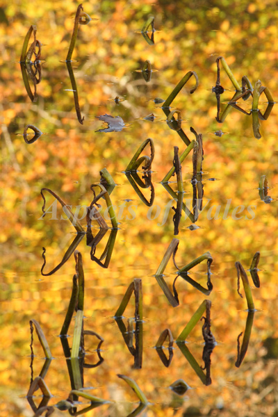 Fairwood Lake, Gower
