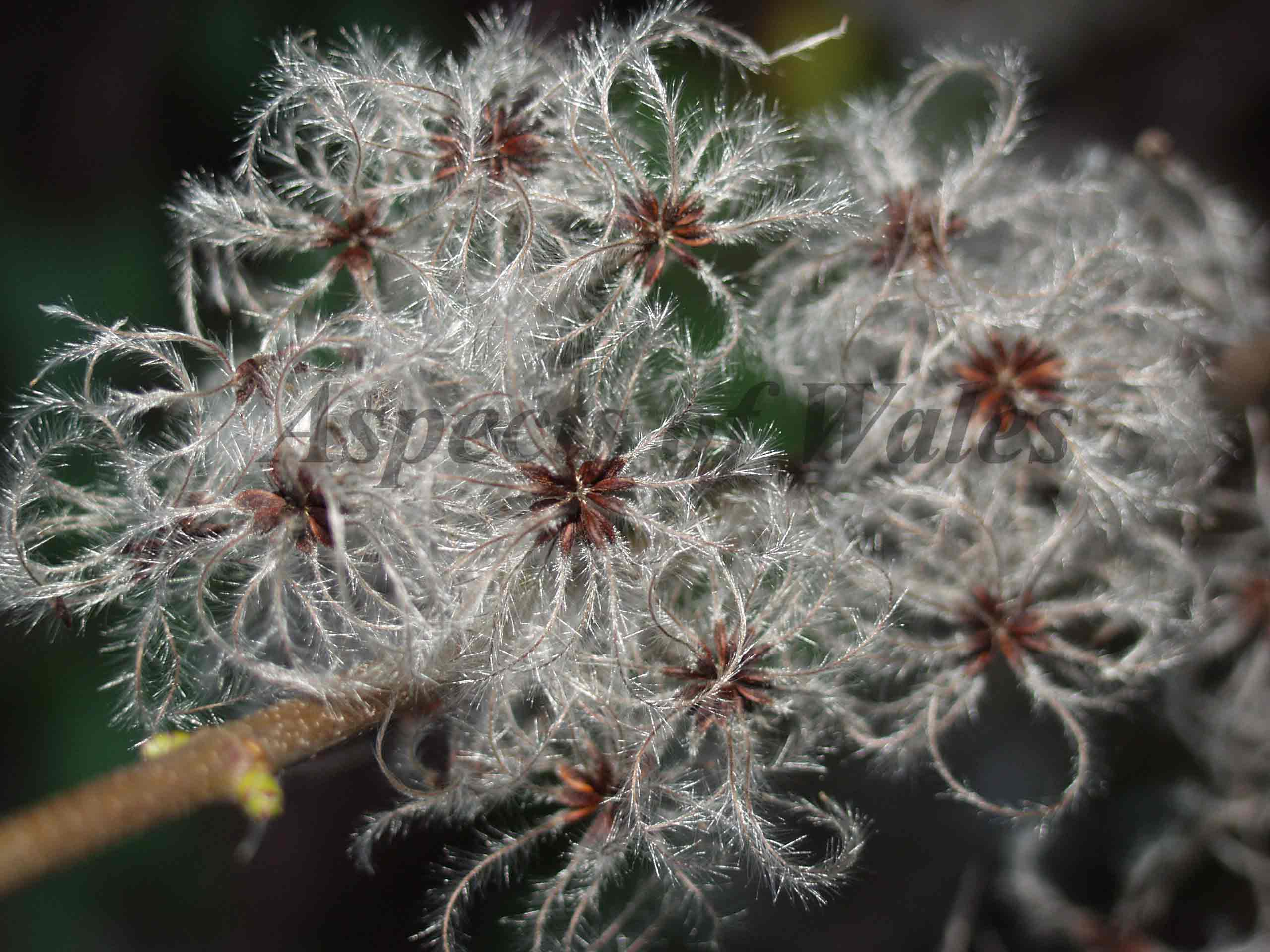 Old Man's Beard