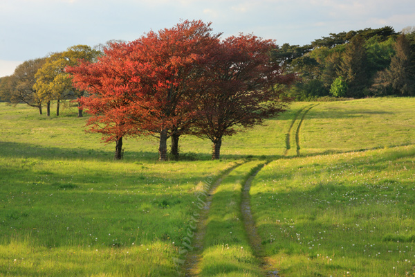 Pennard field, Gower