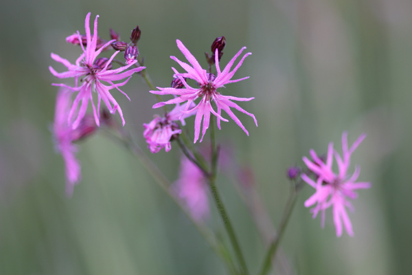 Ragged Robin, Lychnis flos-cuculi