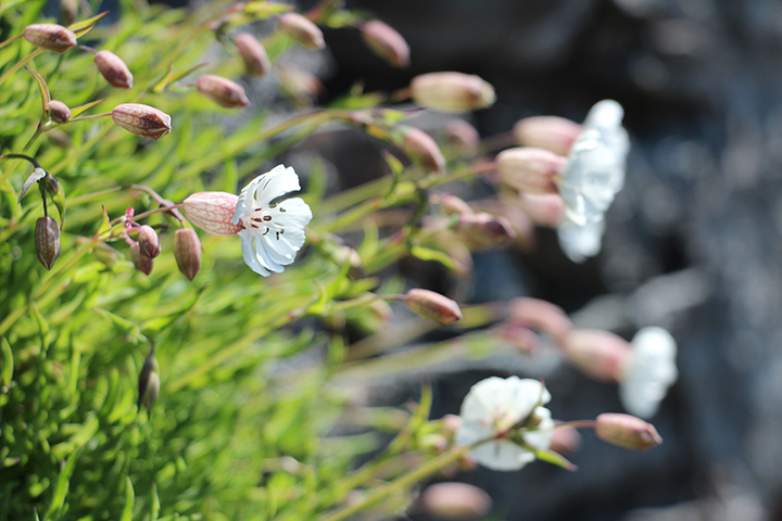 Sea campion, Wemyss Mine