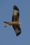 Red kite